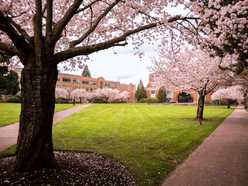A college campus quad with buildings and flowering trees.