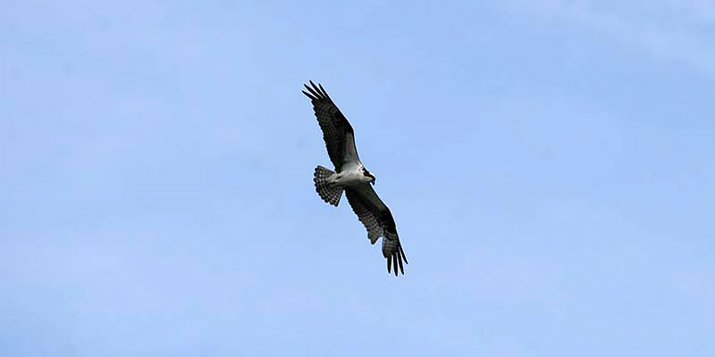 Osprey