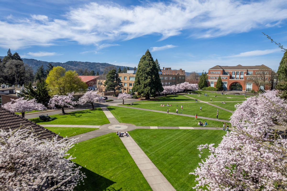 An aerial view of the campus quad, dotted with blossoming cherry trees