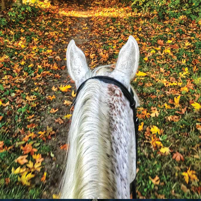 Horse walking down a path