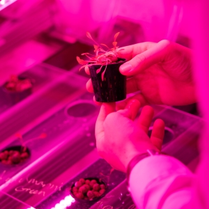 Hands hold a plant in the purple light of a greenhouse