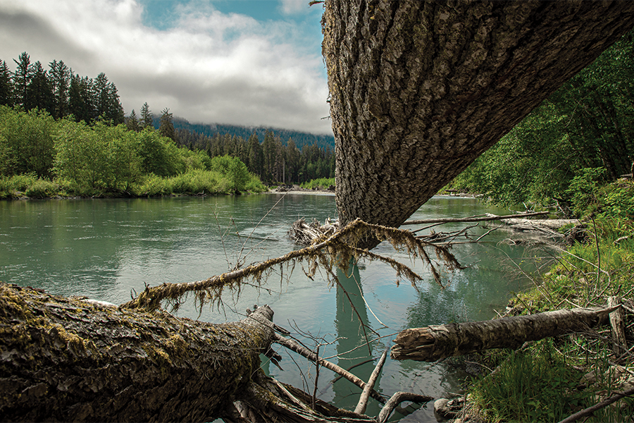 Log crossing a stream