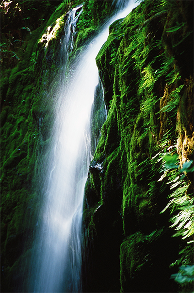 Waterfall in Olympic National Park