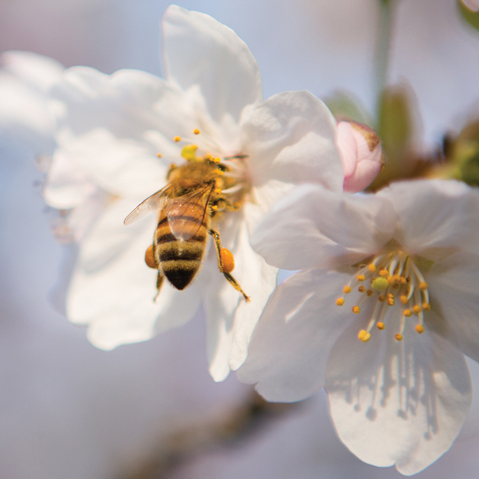 Bee on a flower