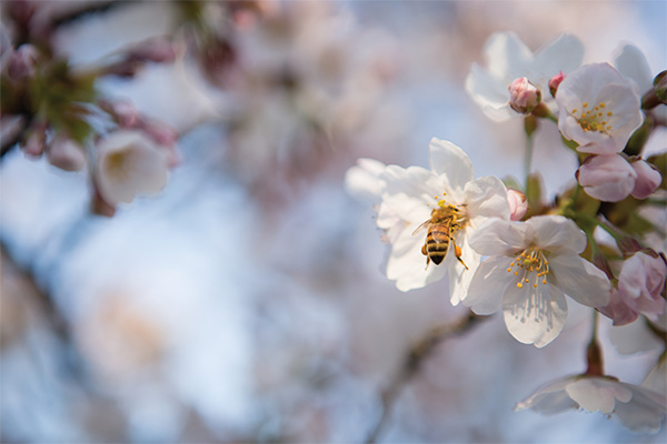 bee on a flower