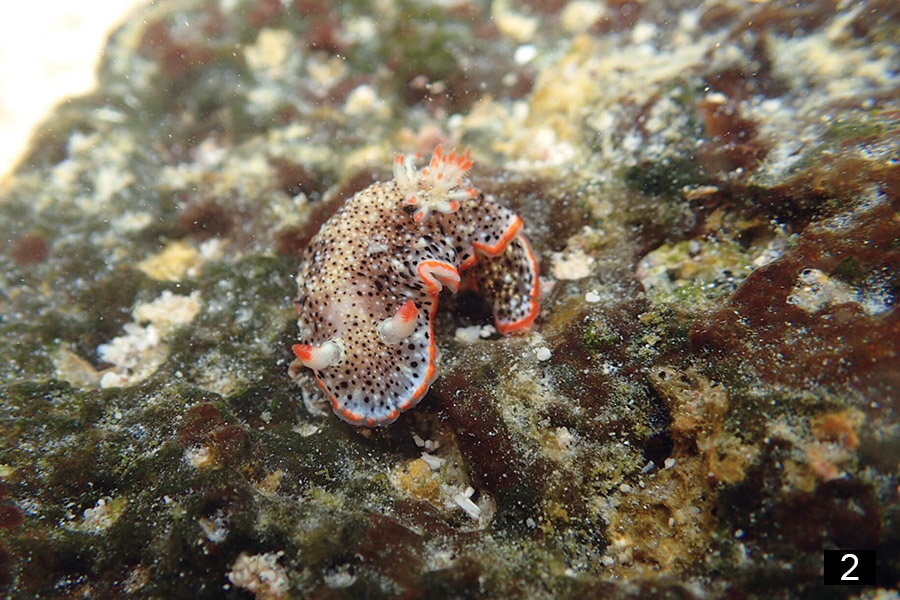 nudibranch