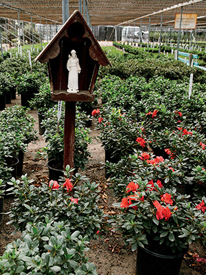 Saint Francis of Assisi surrounded by azaleas
