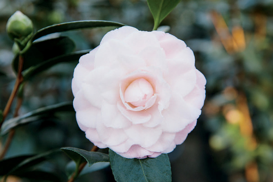 Nuccio’s Pearl flower