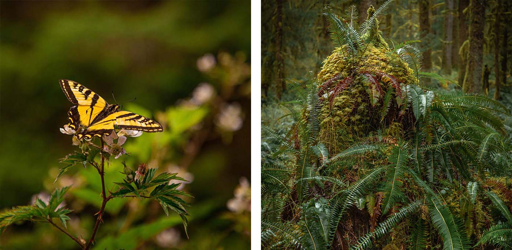 butterfly-and-fern.jpg