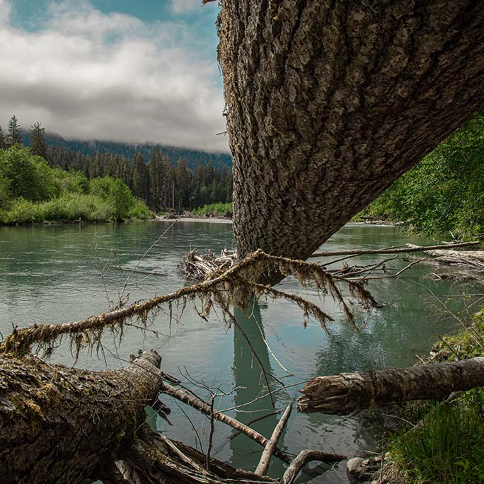 Log going into river.