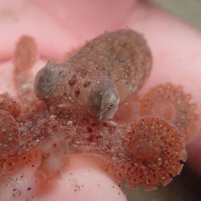 Giant Pacific octopus (baby)