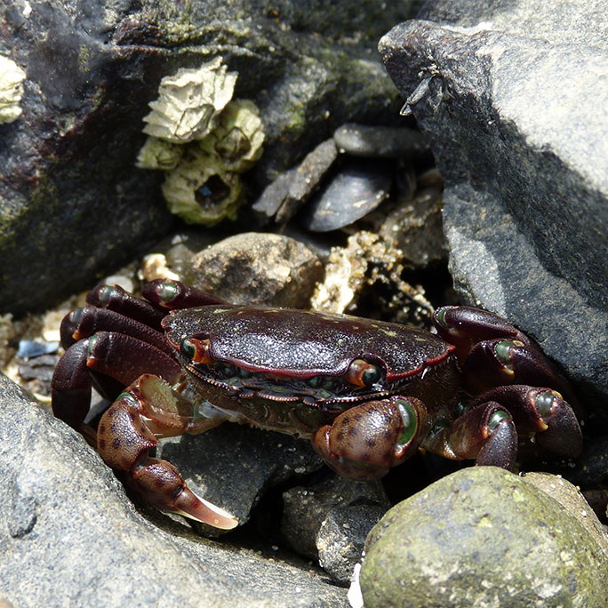 Purple shore crab