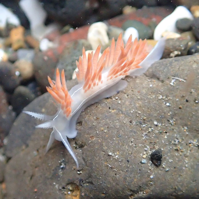 Three lined nudibranch
