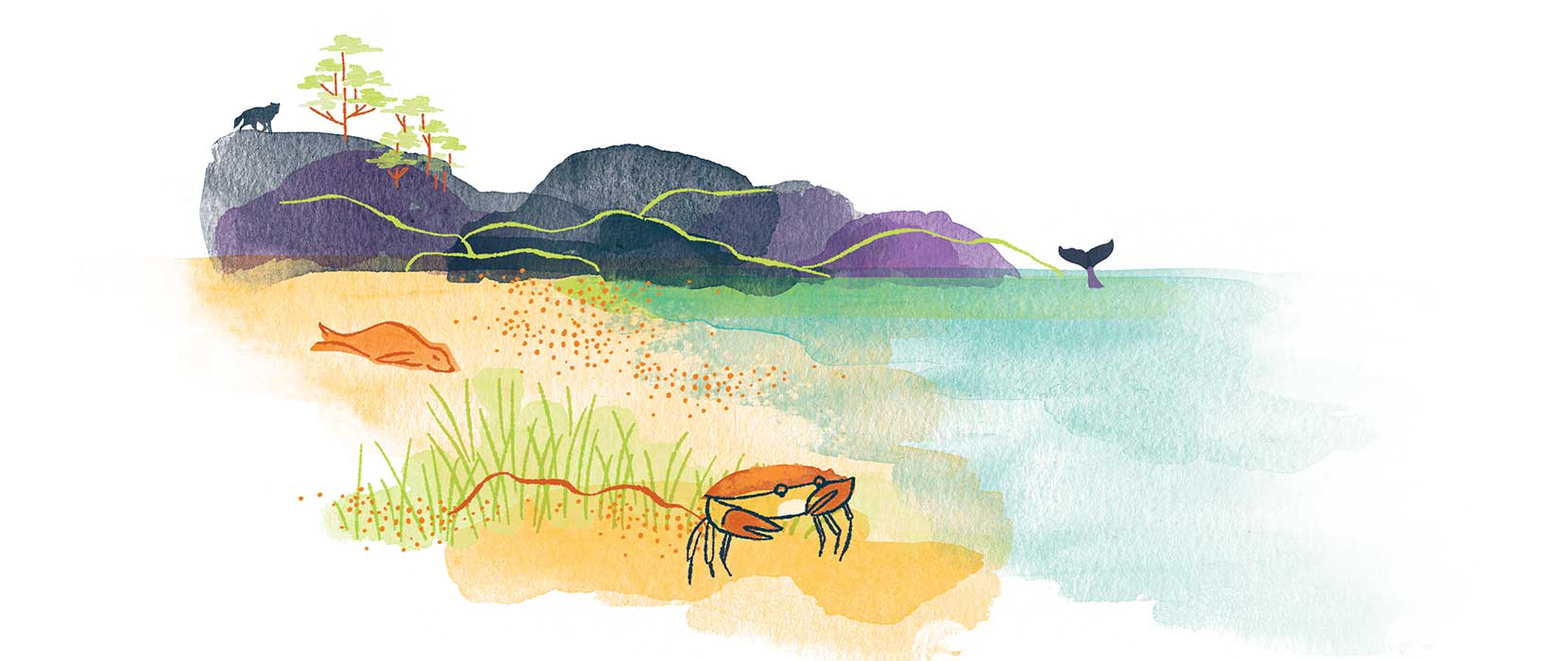 Illustration of a crab on the shoreline