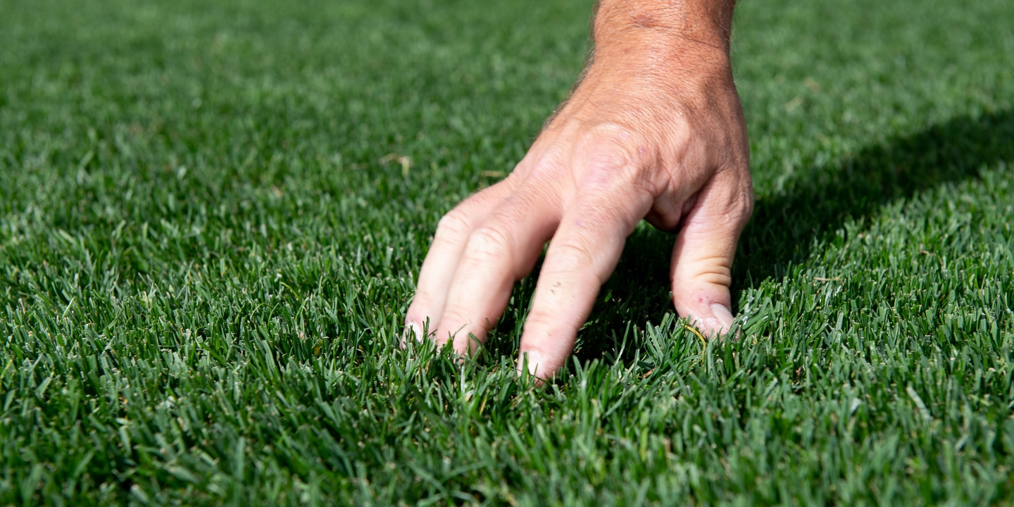 A hand touches grass
