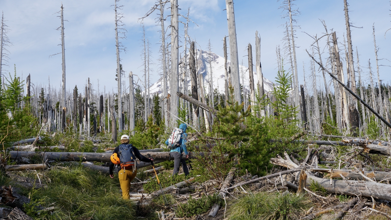 Members of the UP glaciology team tromp through a field of burned stumps and fallen trees en route to the Mt. Hood glacier, which looms in the background.