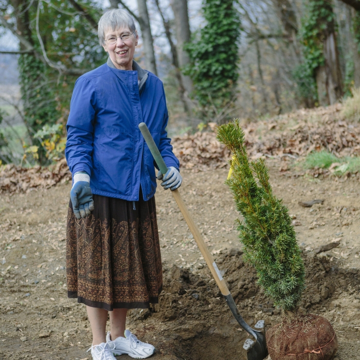 Sr. Angela planting a yew tree