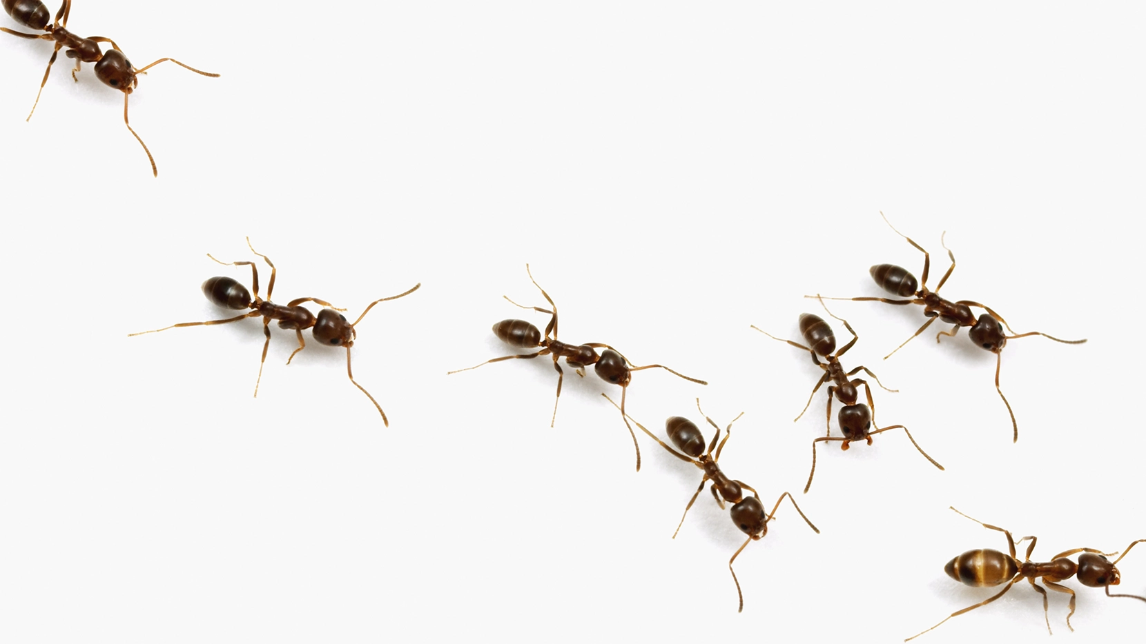 A line of Argentine ants