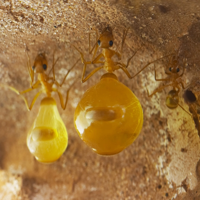 Honeypot Ants