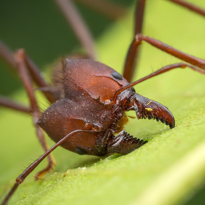 Leafcutter ant