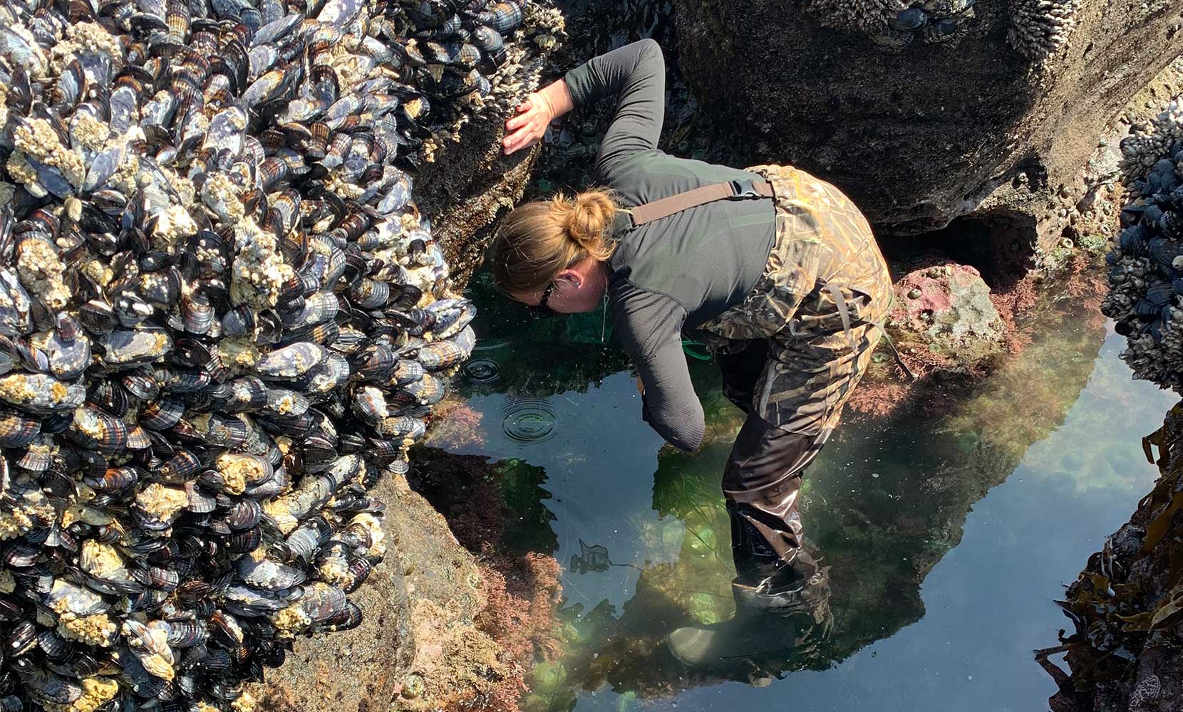 Tara Prestholdt among the mussels