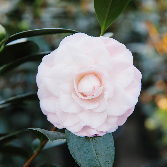 An up close image of flower, Nuccio's Pearl.