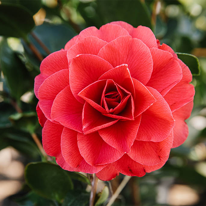 An up close image of flower, Nuccio's Bella Rosa.