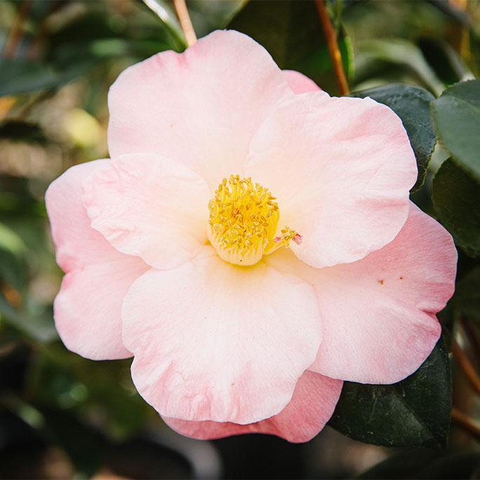 An up close flower, Nuccio's Carousel.