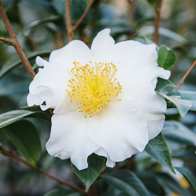 An up close flower, SilverWaves.