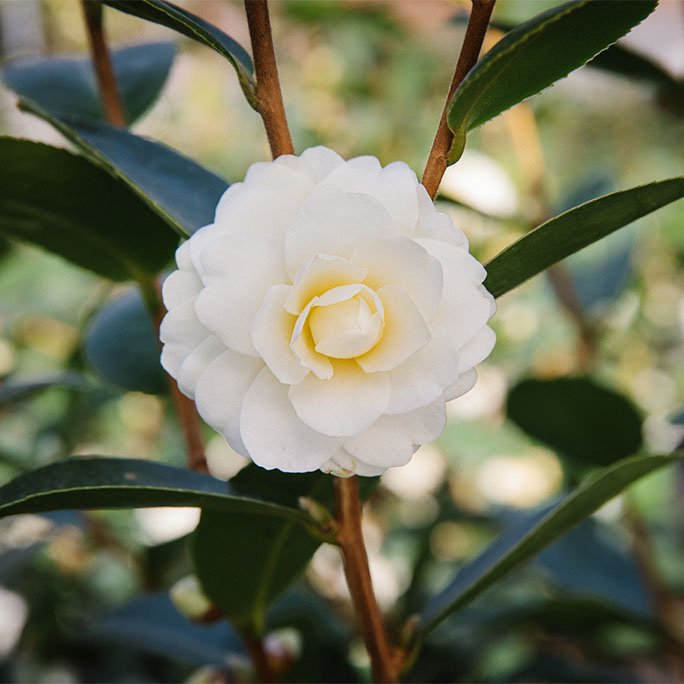 An up close flower, Buttermint.