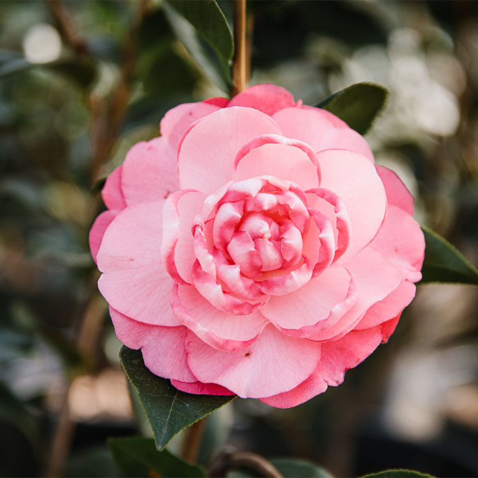 An up close flower, Joe Nuccio.