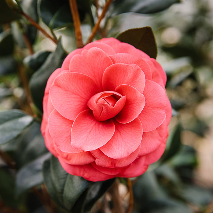 An up close flower, Katherine Nuccio.