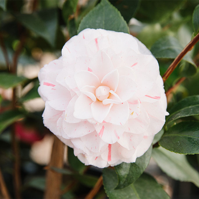 An up close flower, Candy Cane.