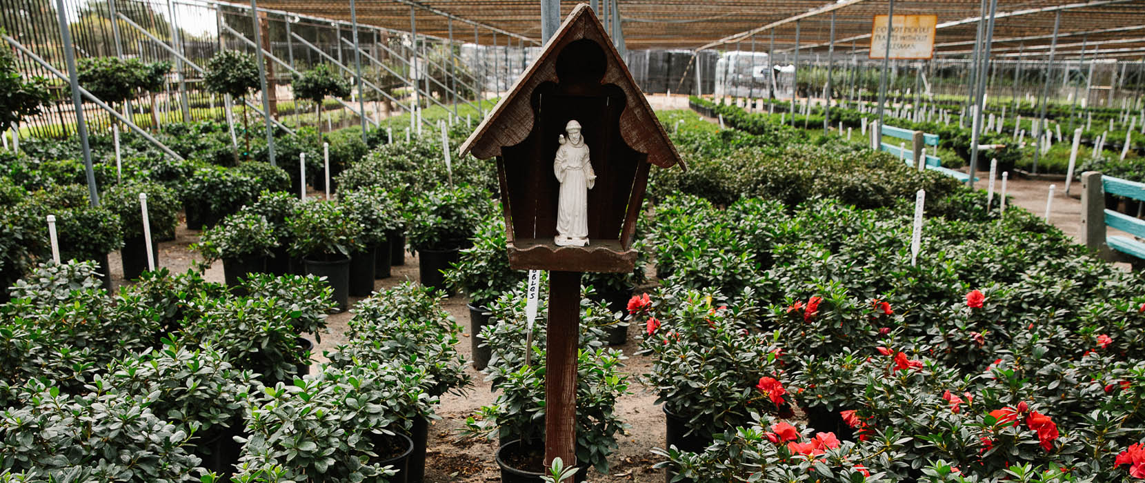 St.Francis of Assisi surrounded by azaleas.